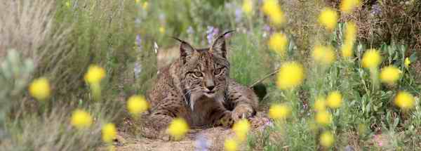 Lince Ibérico