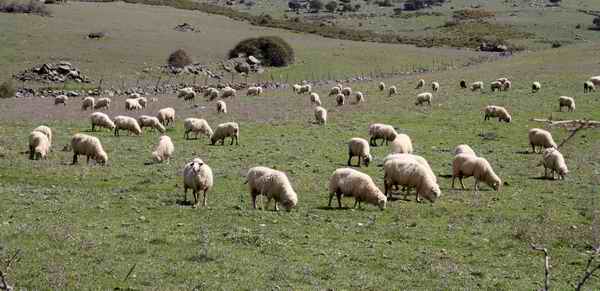 Merino de Grazalema