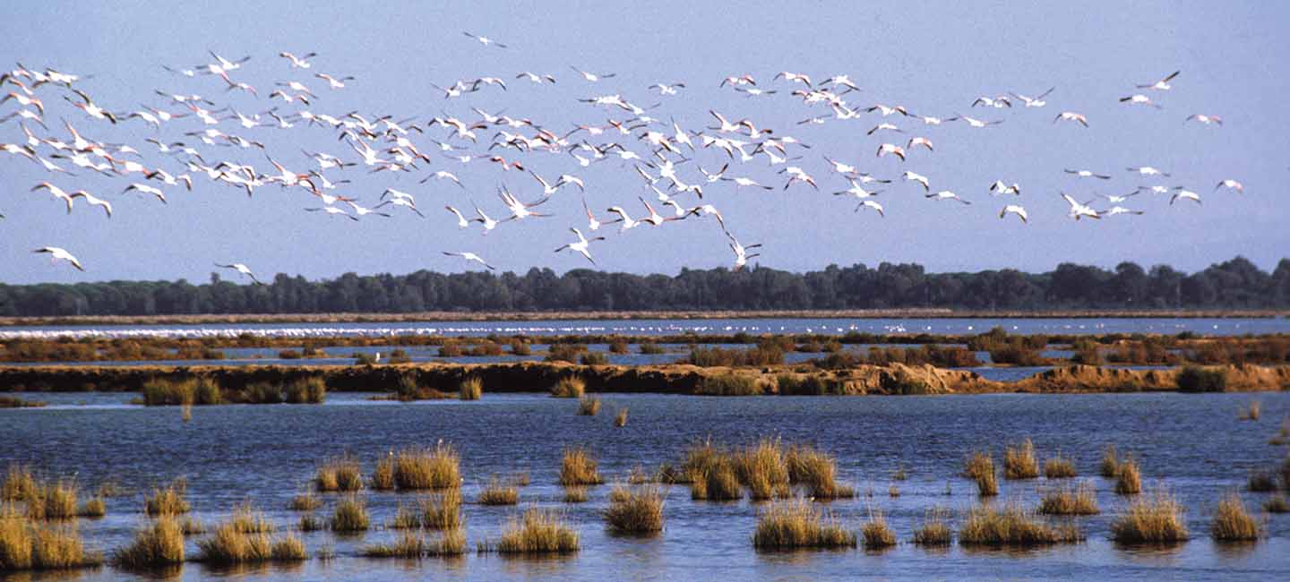 Fundación para el Desarrollo Sostenible de Doñana y su Entorno-Doñana 21 Fundación Pública Andaluza