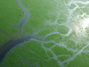 Vista aérea de la Reserva Biológica de Doñana.