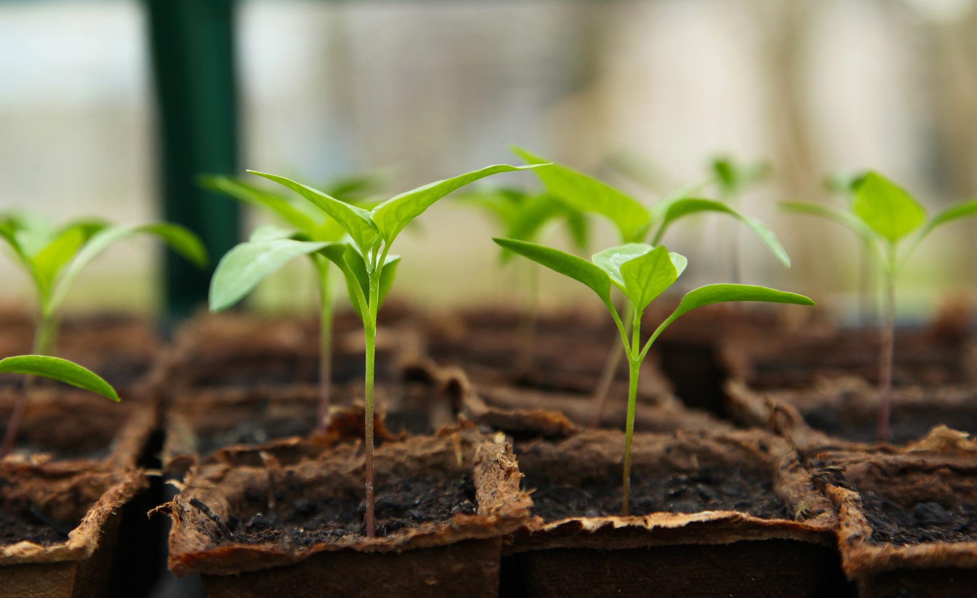 Primer plano de brotes verdes plantados en tierra