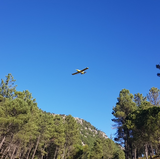 Inicia tratamientos aéreos para el control de la procesionaria del pino.