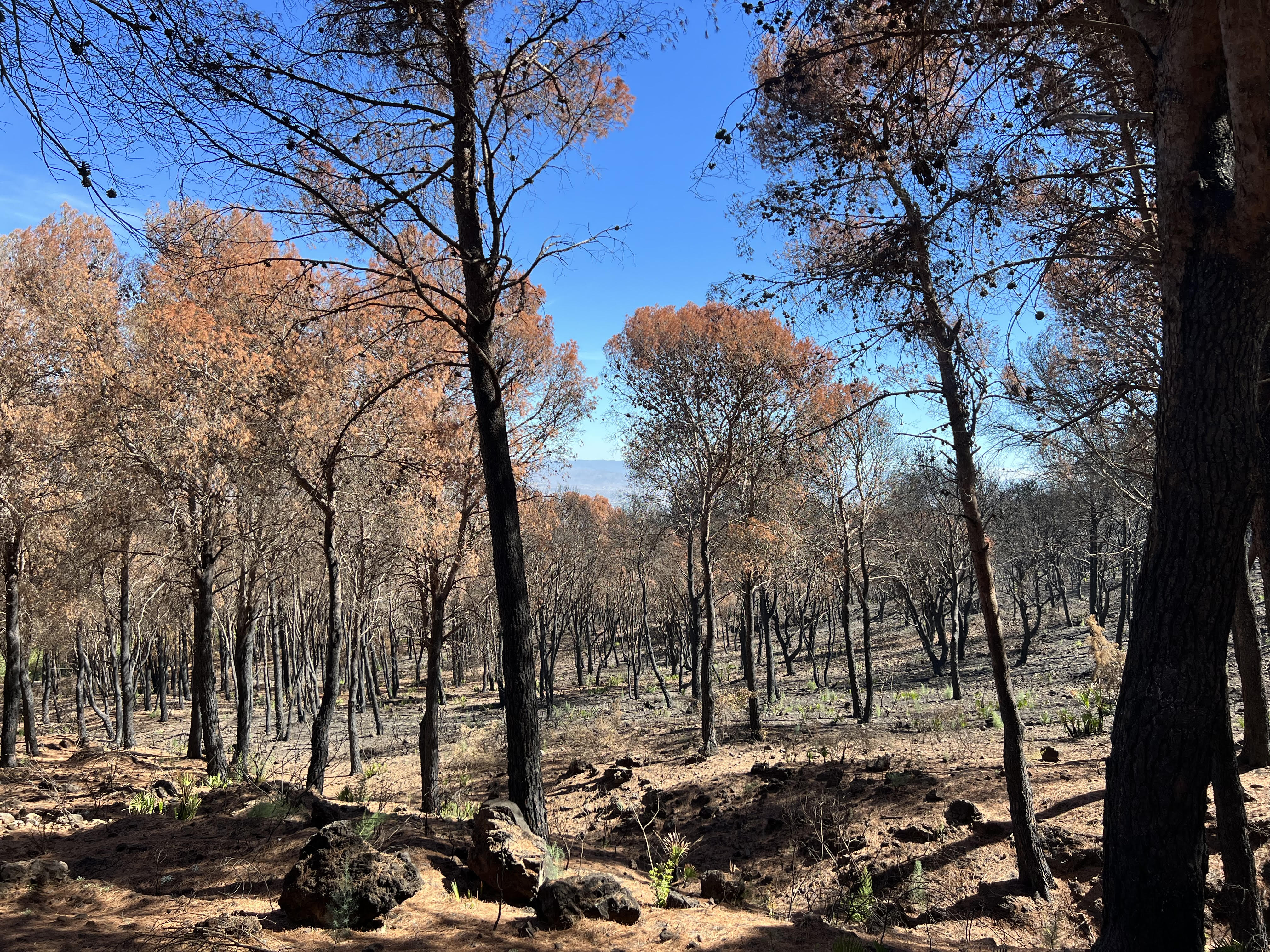 Zona afectada por el incendio en la Sierra de Mijas.