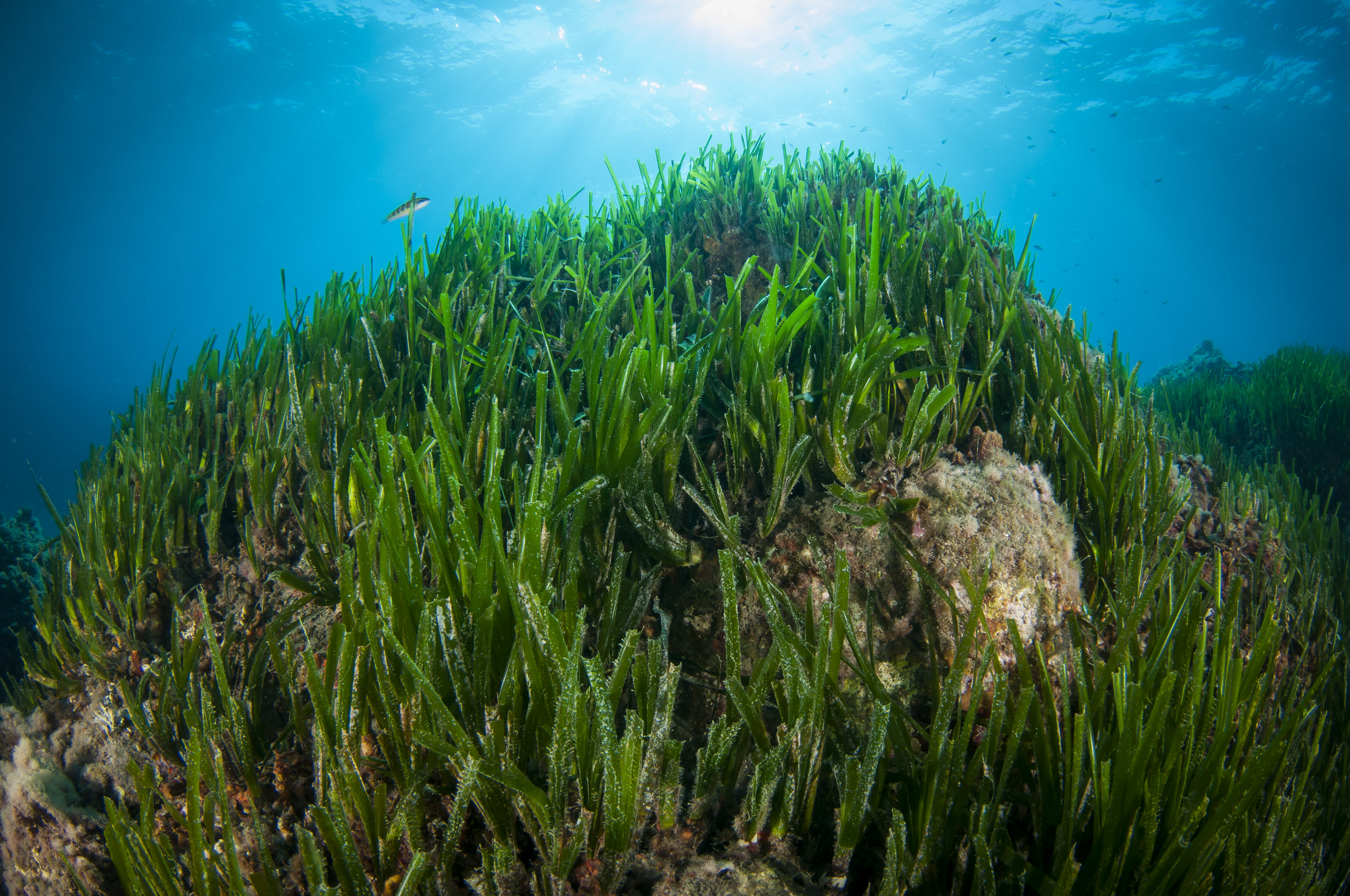 Posidonia oceánica.