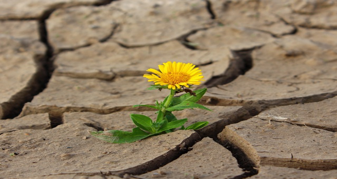 Flor florece en suelo cuarteado por la sequía.