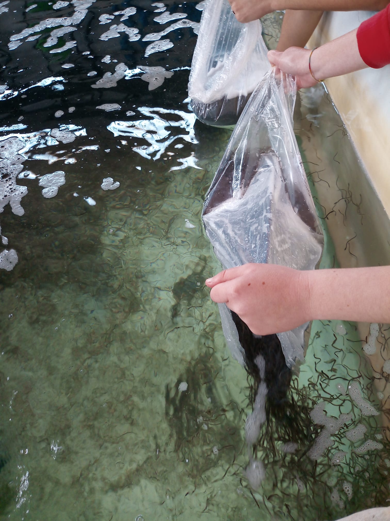 Reintroducción de angulas.