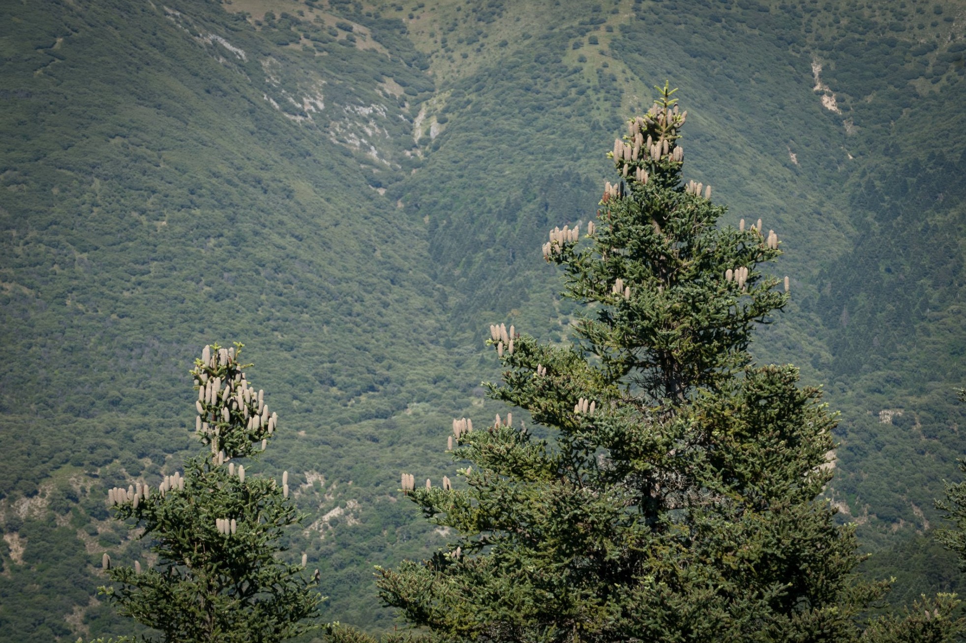 Pinsapos en Grazalema. / Gabriel A. Gutiérrez