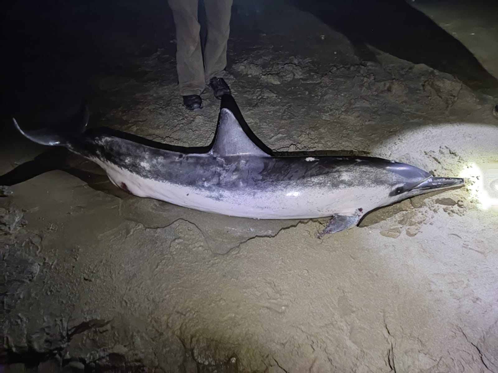 Imagen de uno de los dos delfines varados en la Playa de la Hierbabuena