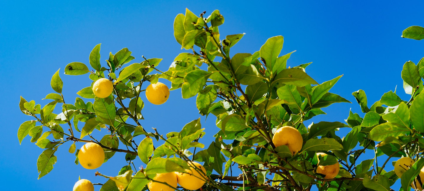 un limonero con el cielo de fondo