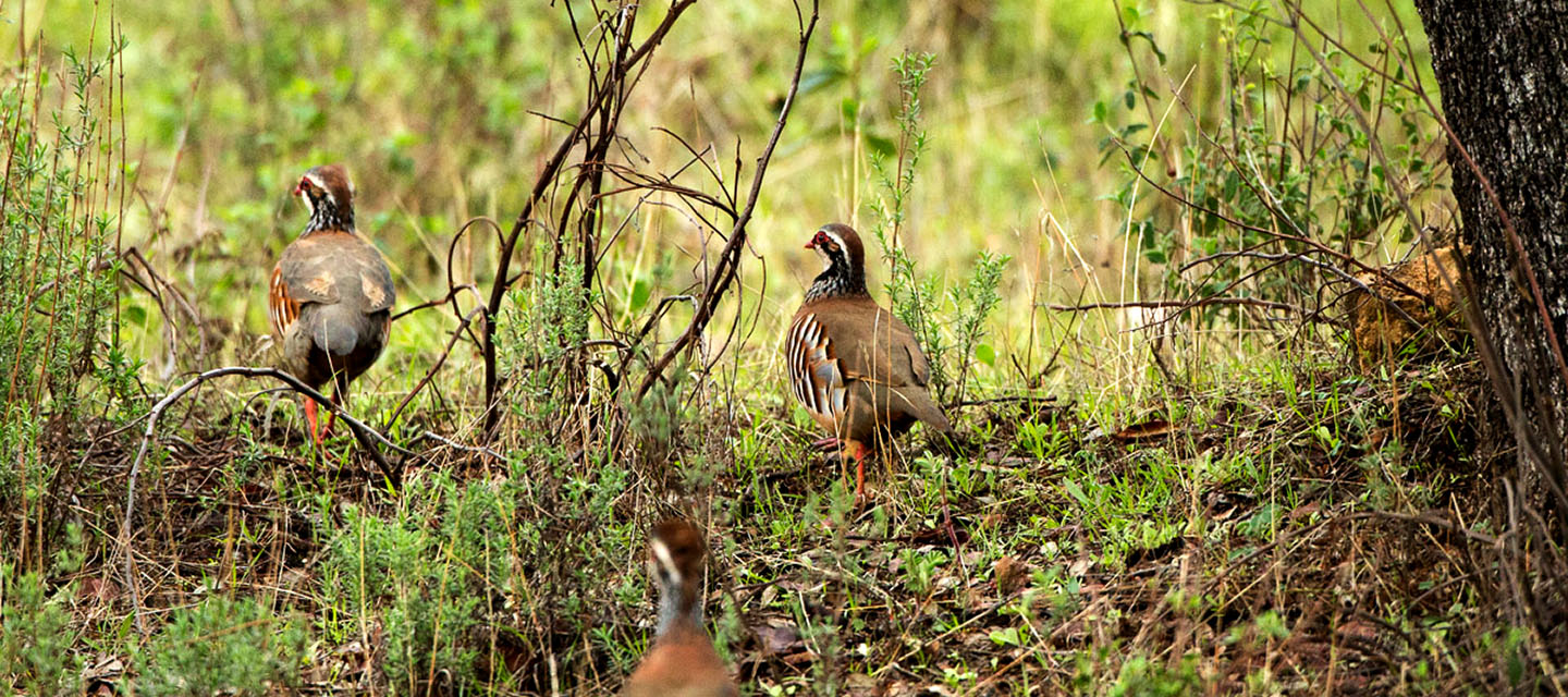 Varios cazadores en un bosque