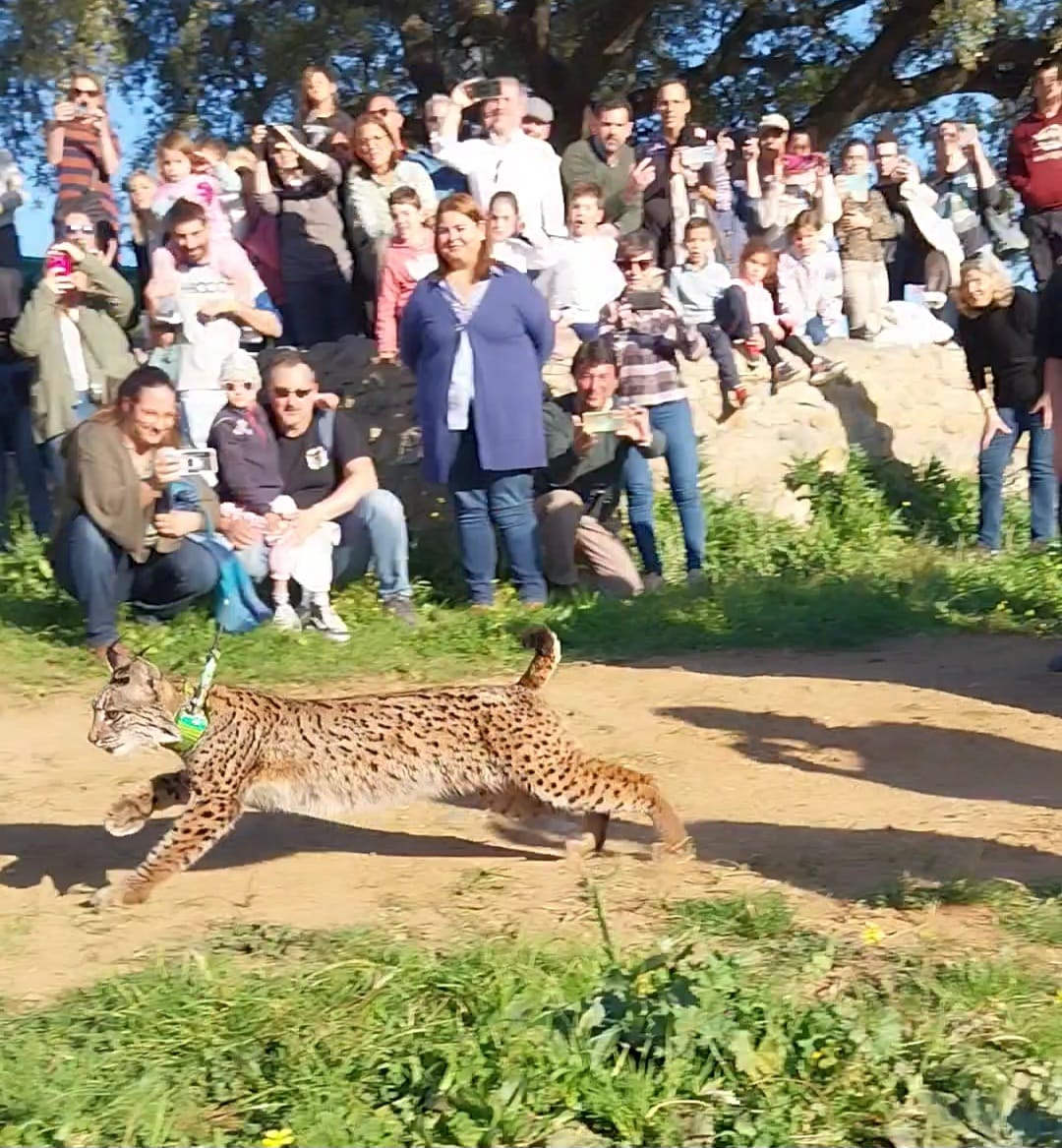 Uno de los linces que ya vive en libertad en la Sierra Morena de Sevilla