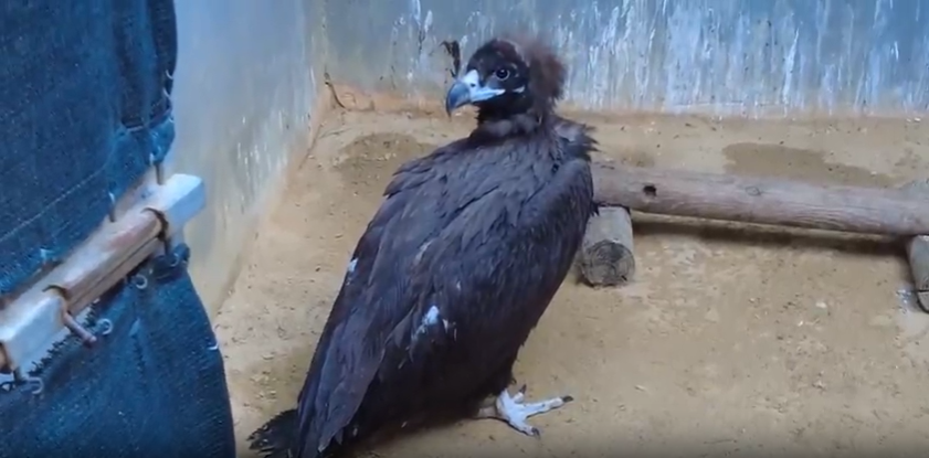 Águila en un centro CREAS