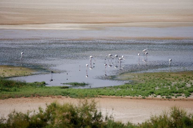 Imagen de la Laguna de Fuente de Piedra