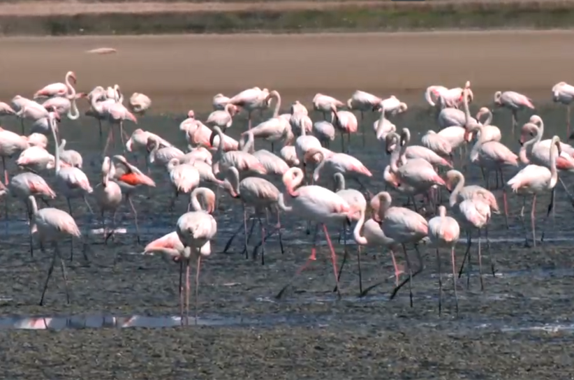 Imagen de la Laguna de Fuente de Piedra