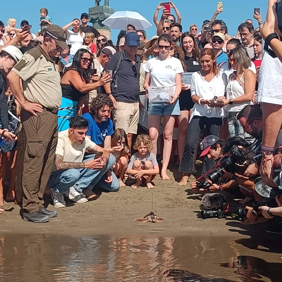 PLaya de Rodeito, Marbella, suelta de tortugas bobas