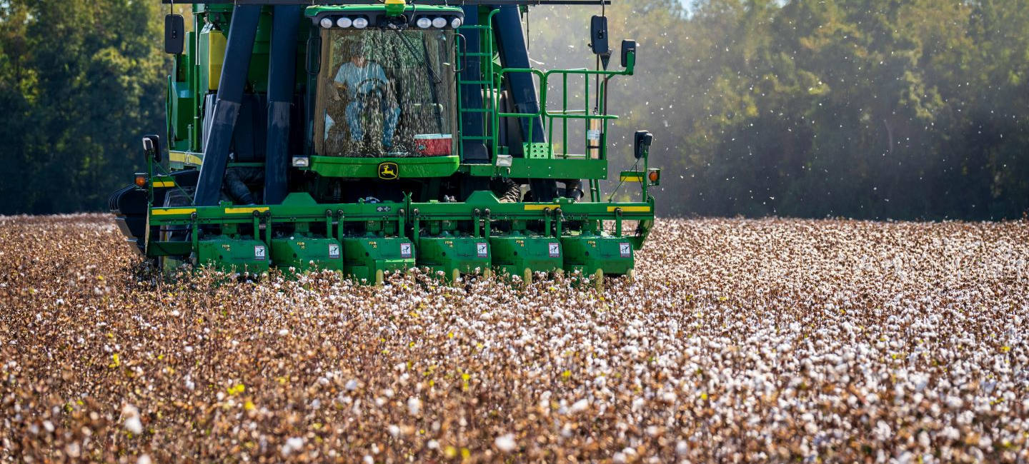 Una enorme máquinaria agricola trabaja en un campo de algodón