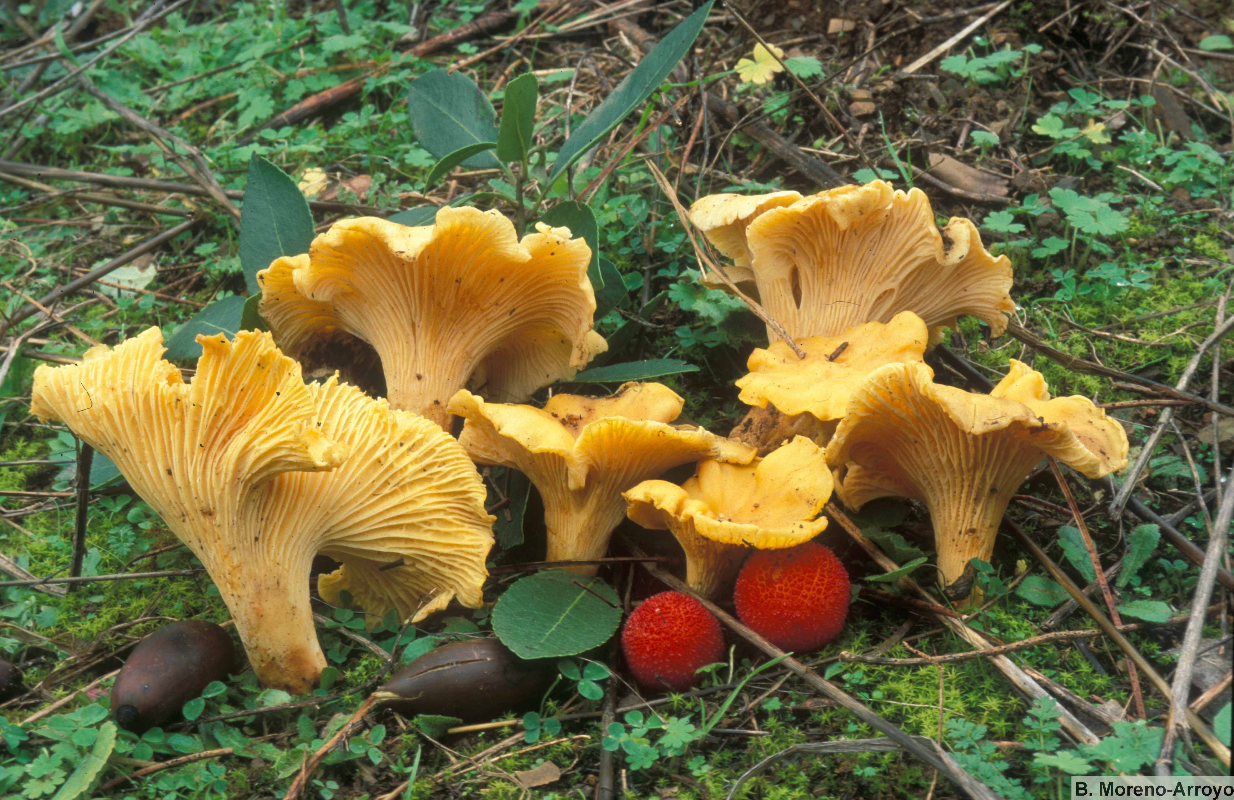 Cantharellus cibarius.