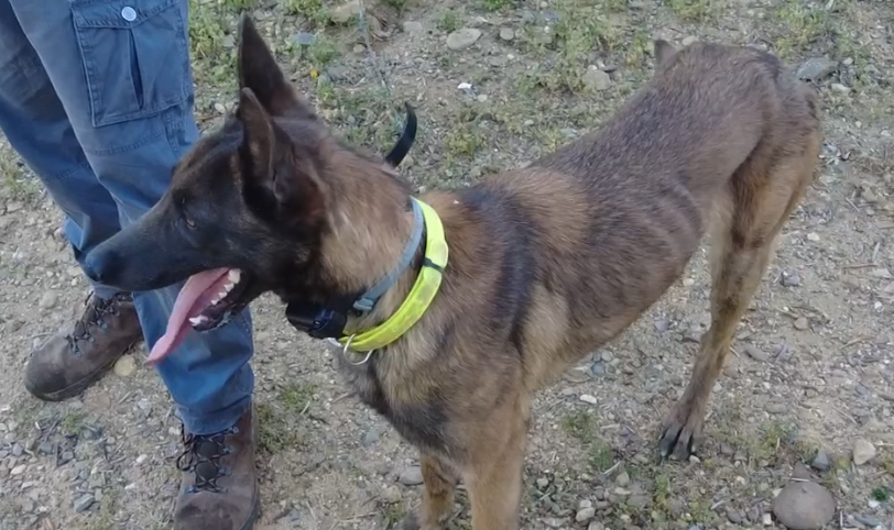 Rastreo de lince con perros