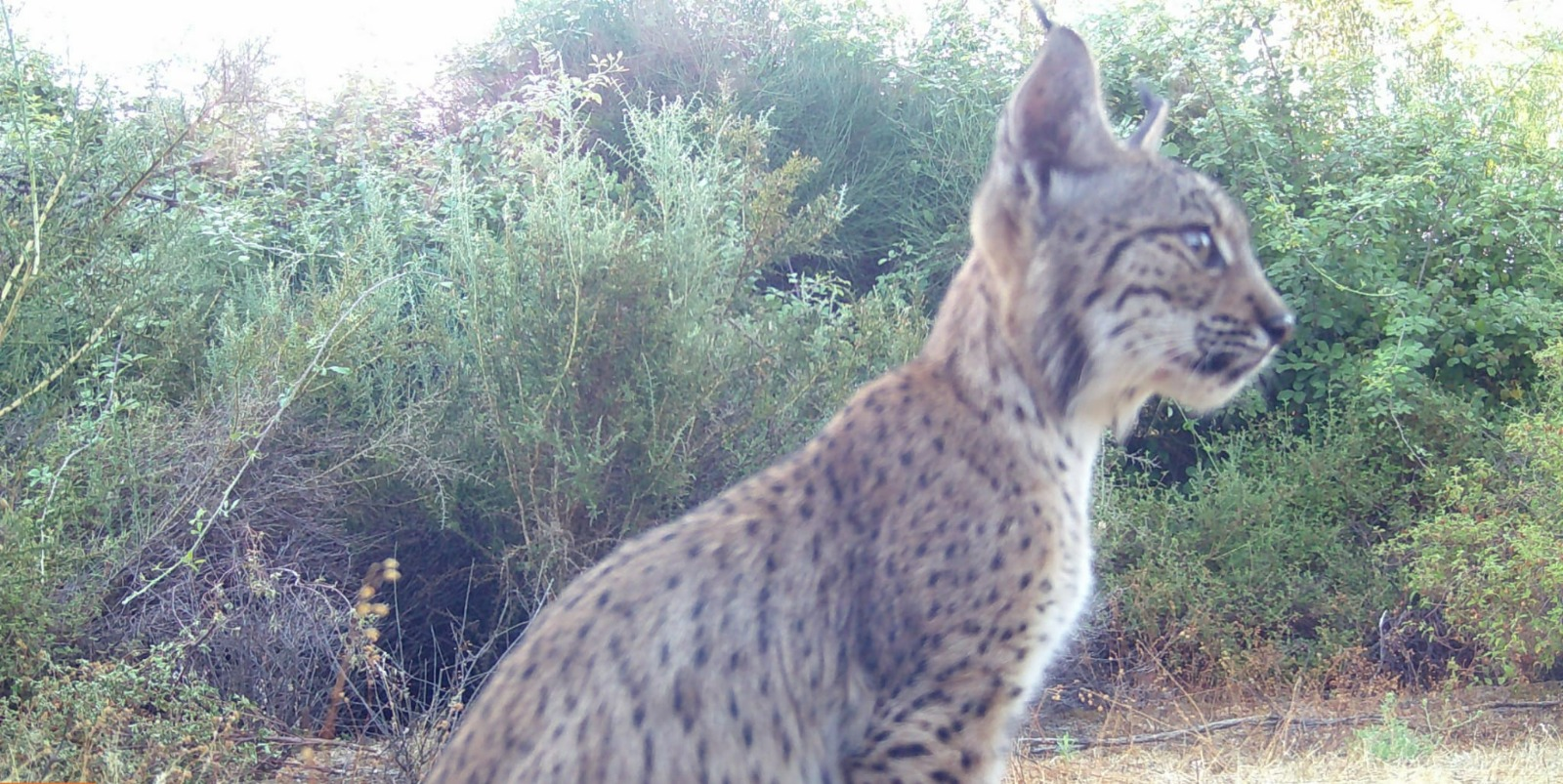 Veenita, la cría de lince ibérico acogida en el Centro de la Olivilla.