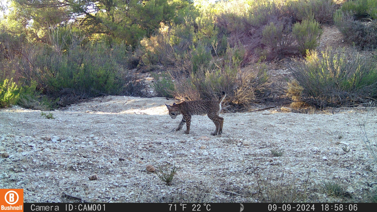 Una de las crías de lince ibérico nacida en Sierra Arana.