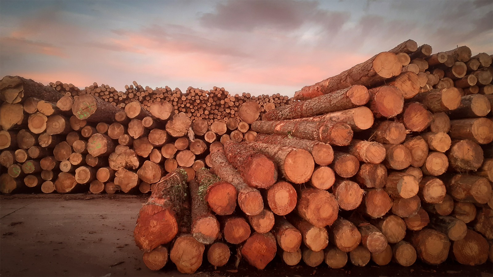 Los bosques andalucez y la gestión forestal activa tienen un papel crucial en el modelo de bioeconomía sostenible.