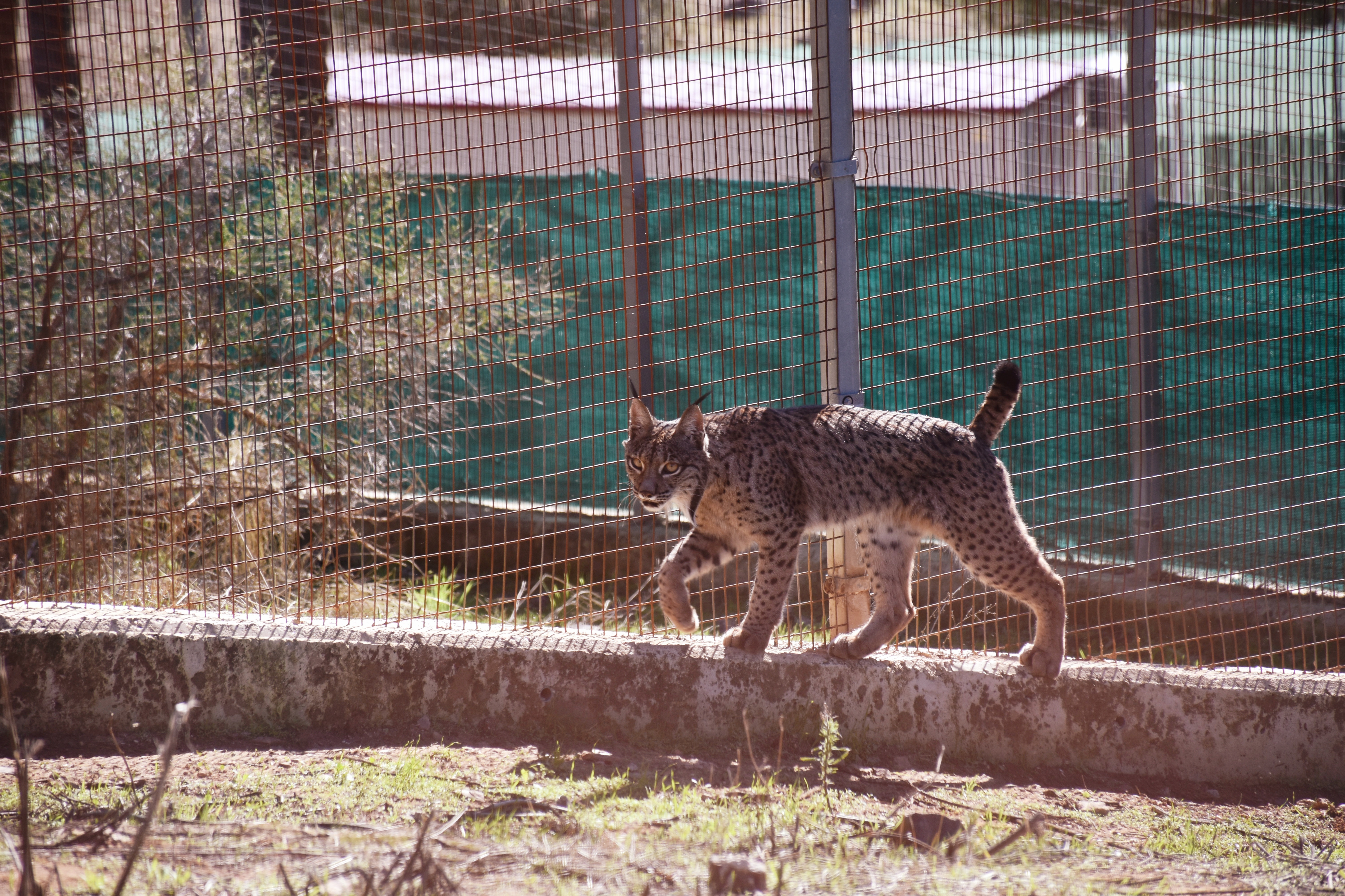 Un lince en el centro de cría La Olivilla.