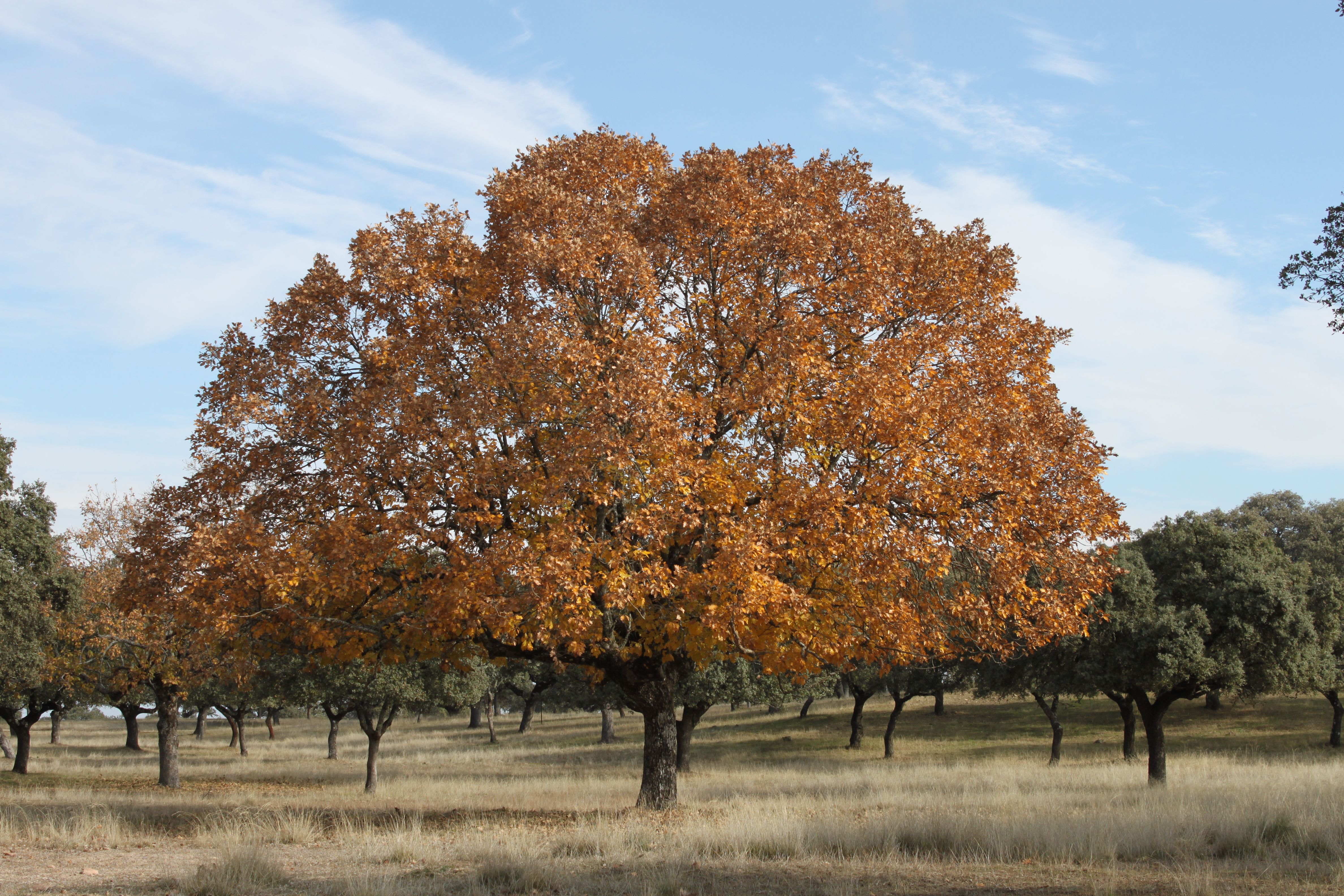 Parque Natural Sierra de Cardeña y Montoro.