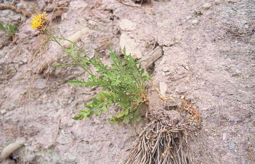 Centaurea kunkelii (Abrepuños).