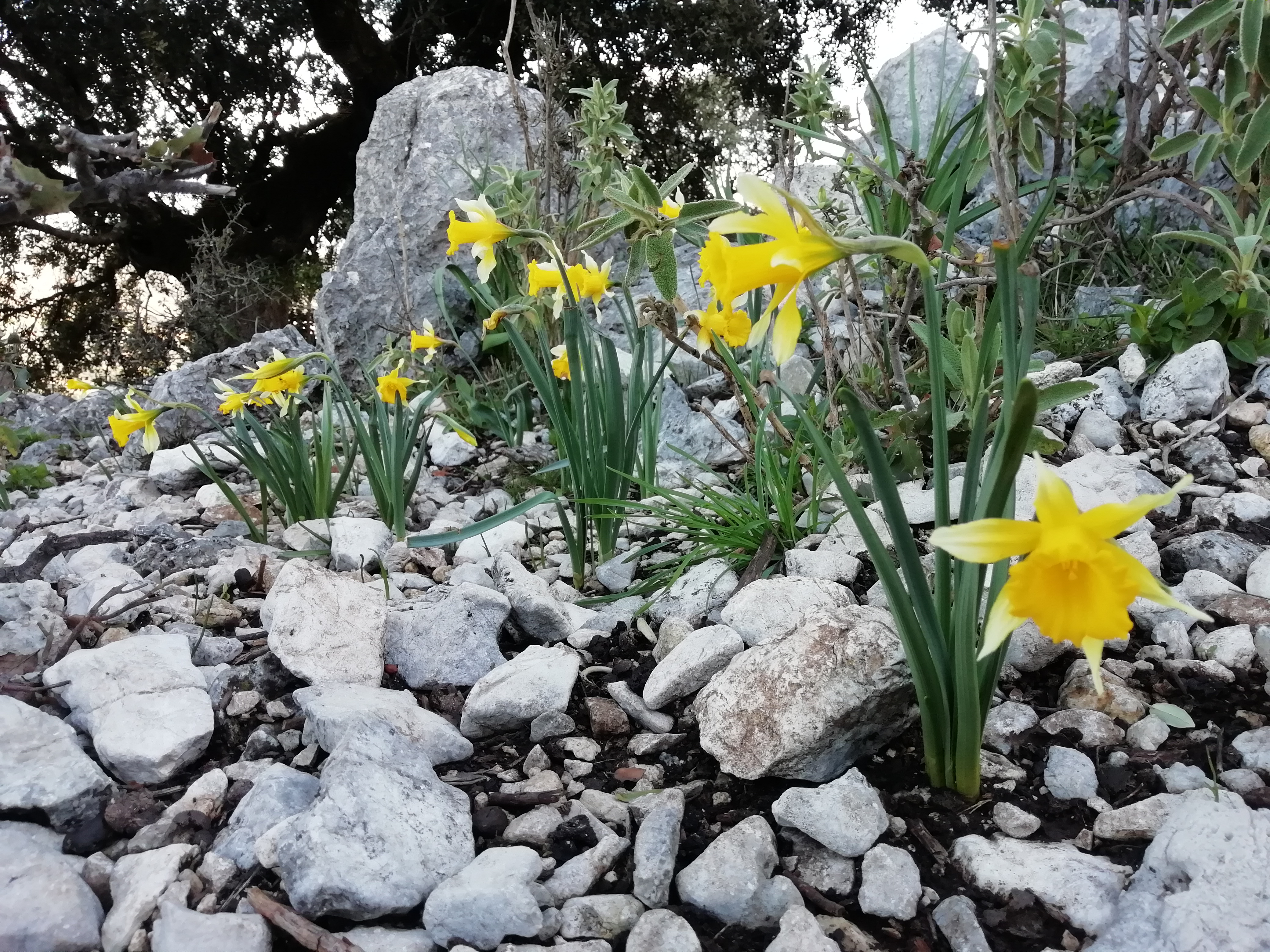 Narcisos trompeteros.