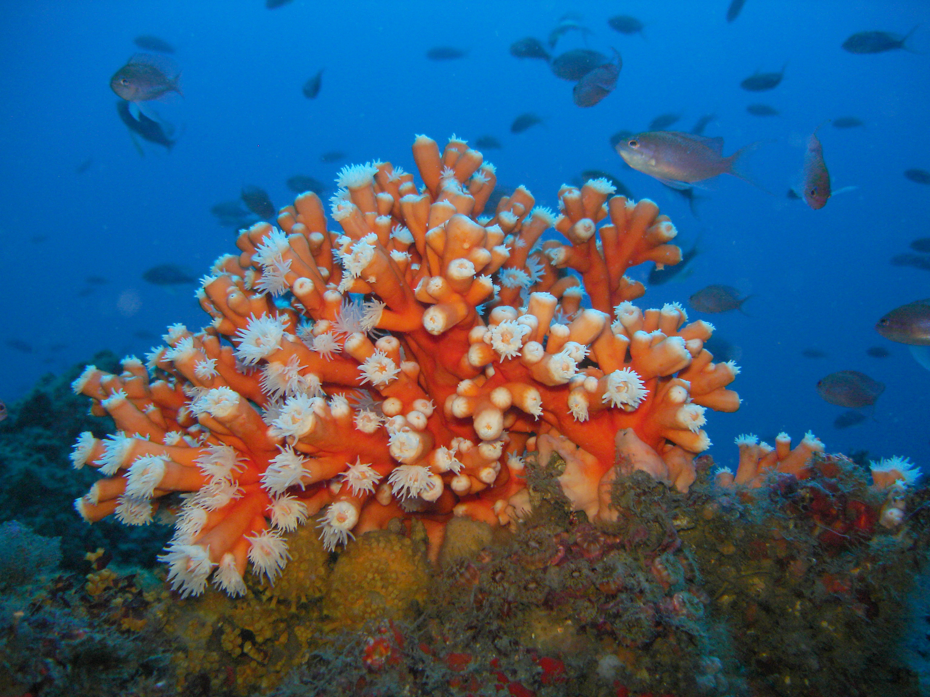 Coral candelabro en Punta de la Mona.