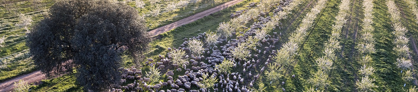 Vista aéra de un rebaño de ovejas en un entorno rural