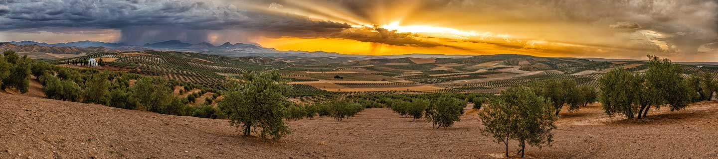 Primera Estrategia Andaluza para el Sector del Olivar Horizonte 2027