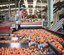 Nuevas titulaciones universitarias en Andalucía en el sector agroalimentario