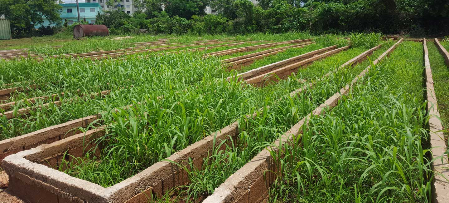 Campos de cultivo