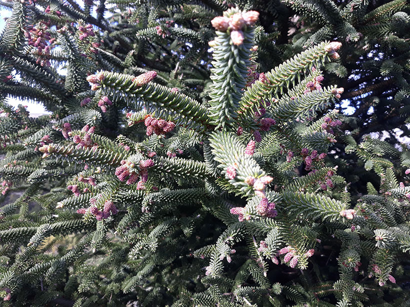 Flores masculinas de pinsapo