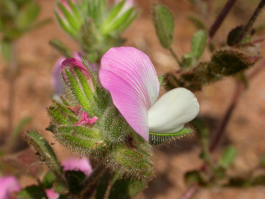 Ononis azacaratei