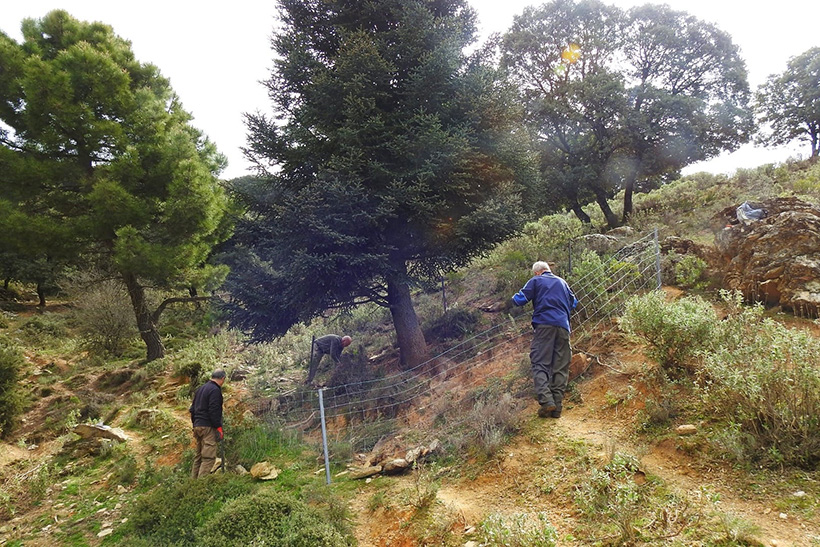 Protección de daño a pinsapo