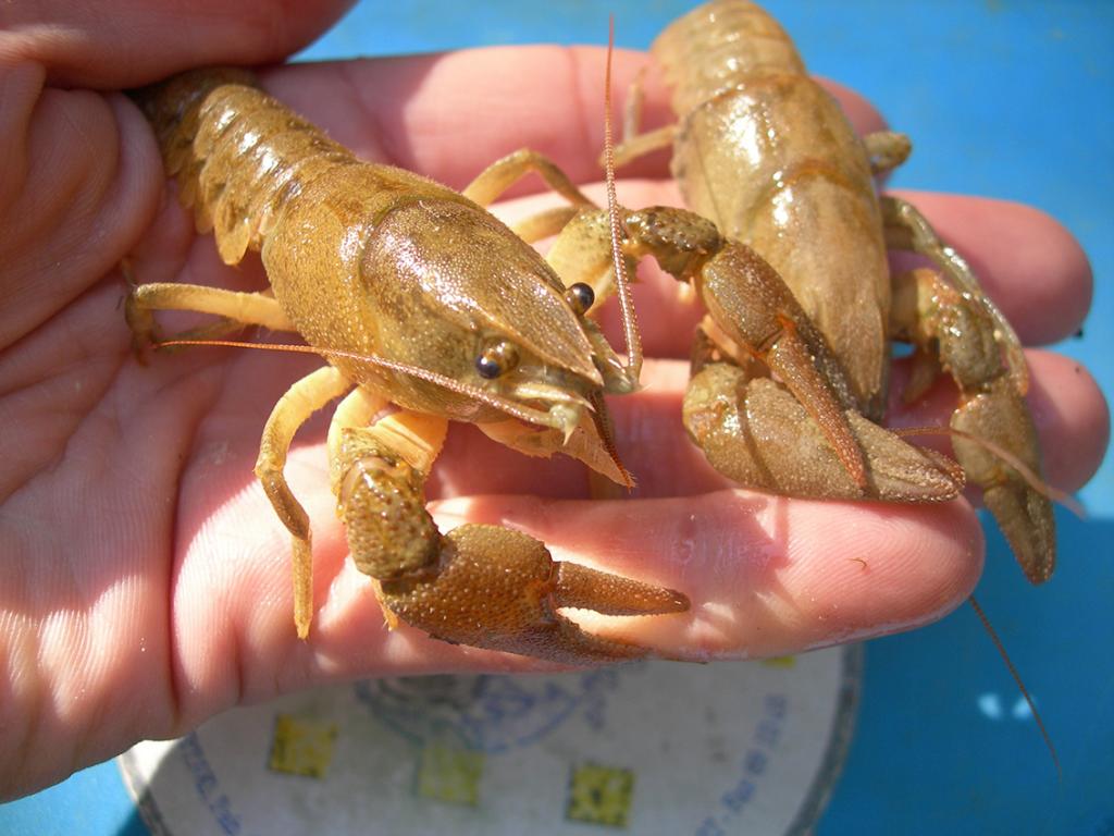 Cangrejo de río autóctono (Austropotamobius pallipes)