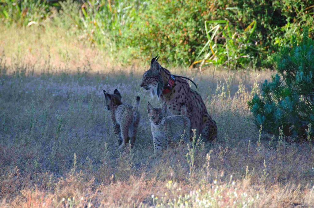 Lince con cachorros