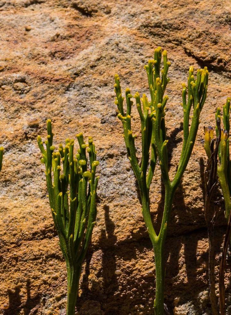 Psilotum nudum