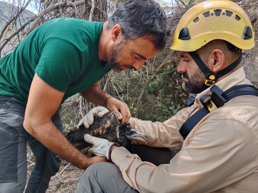 Técnico AMAYA con alimoche