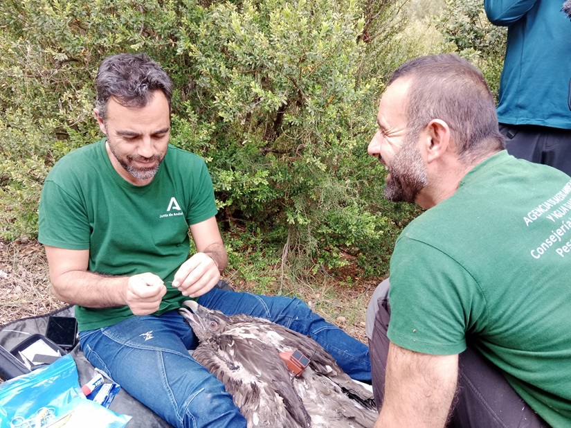 Técnico AMAYA con quebrantahuesos