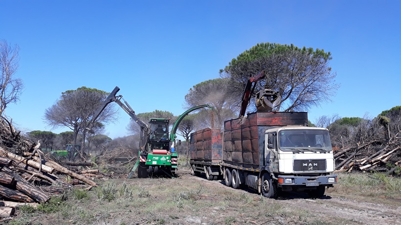 Astillado de madera en actuación de restauración de zona incendiada