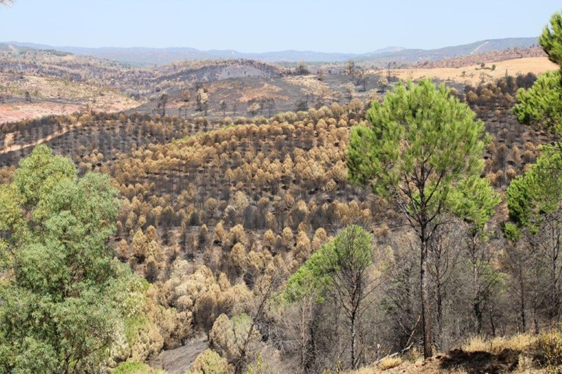 Zona incendiada