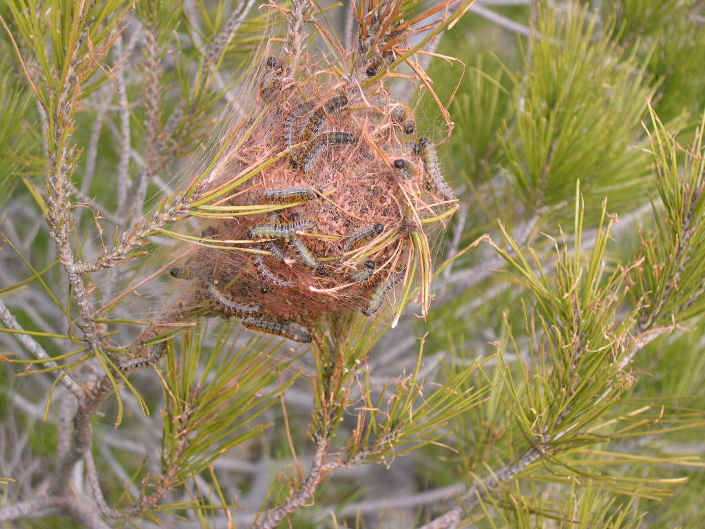 Bolsón de procesonaria