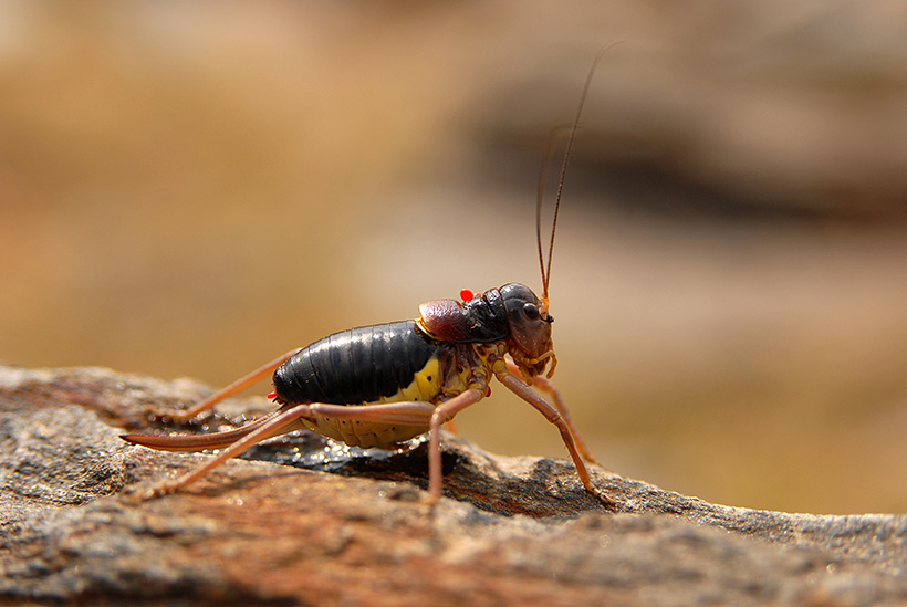 Baetica ustulata, José Miguel Barea