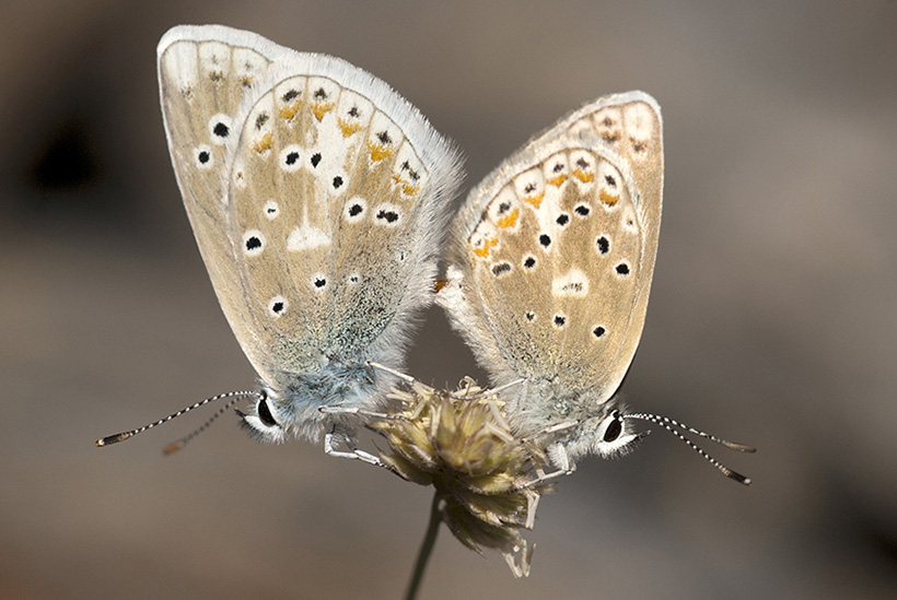 Cópula de Plebicula golgus, José Miguel Barea