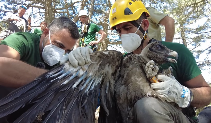 Técnicos AMAYA con pollo quebrantahuesos