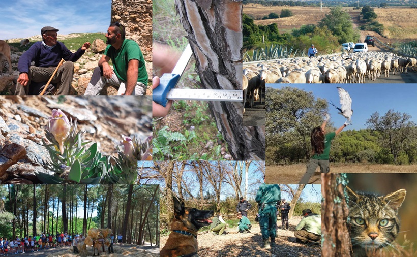 Collage imágenes, Política de gestión AMAYA