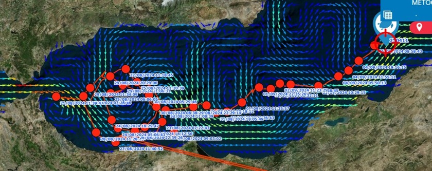 Detalle movimientos tortuga boba “Reglito” desde el 21/08/2024 al 05/09/2024  